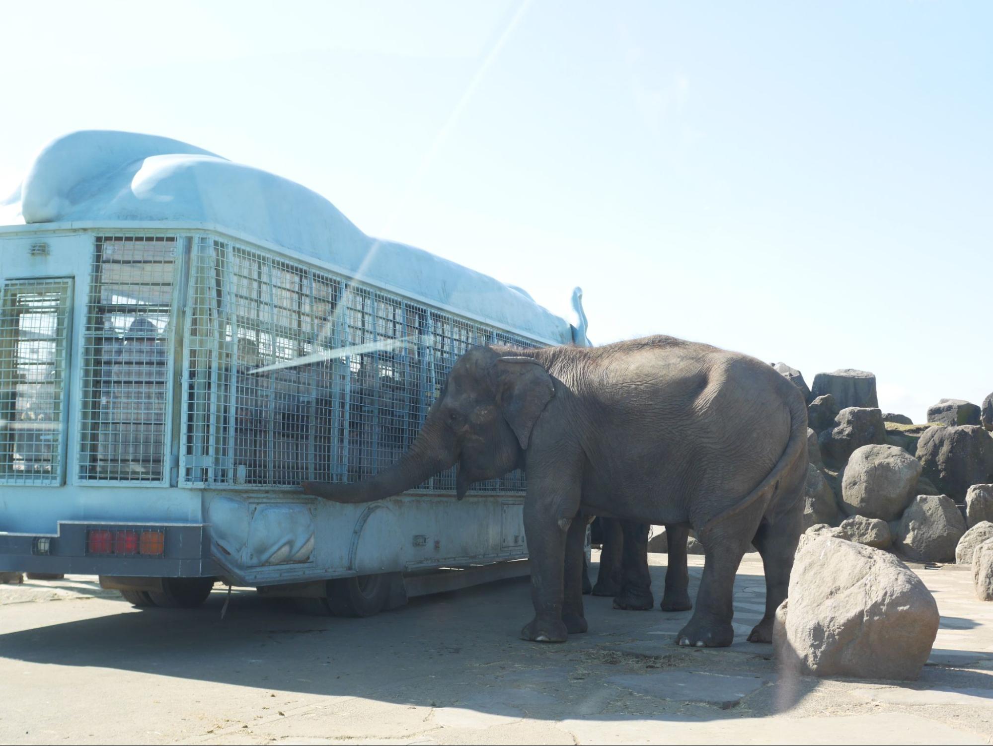 日本最大のサファリパーク「アフリカンサファリ」で動物と触れ合おう！営業時間、料金、ジャングルバスについて