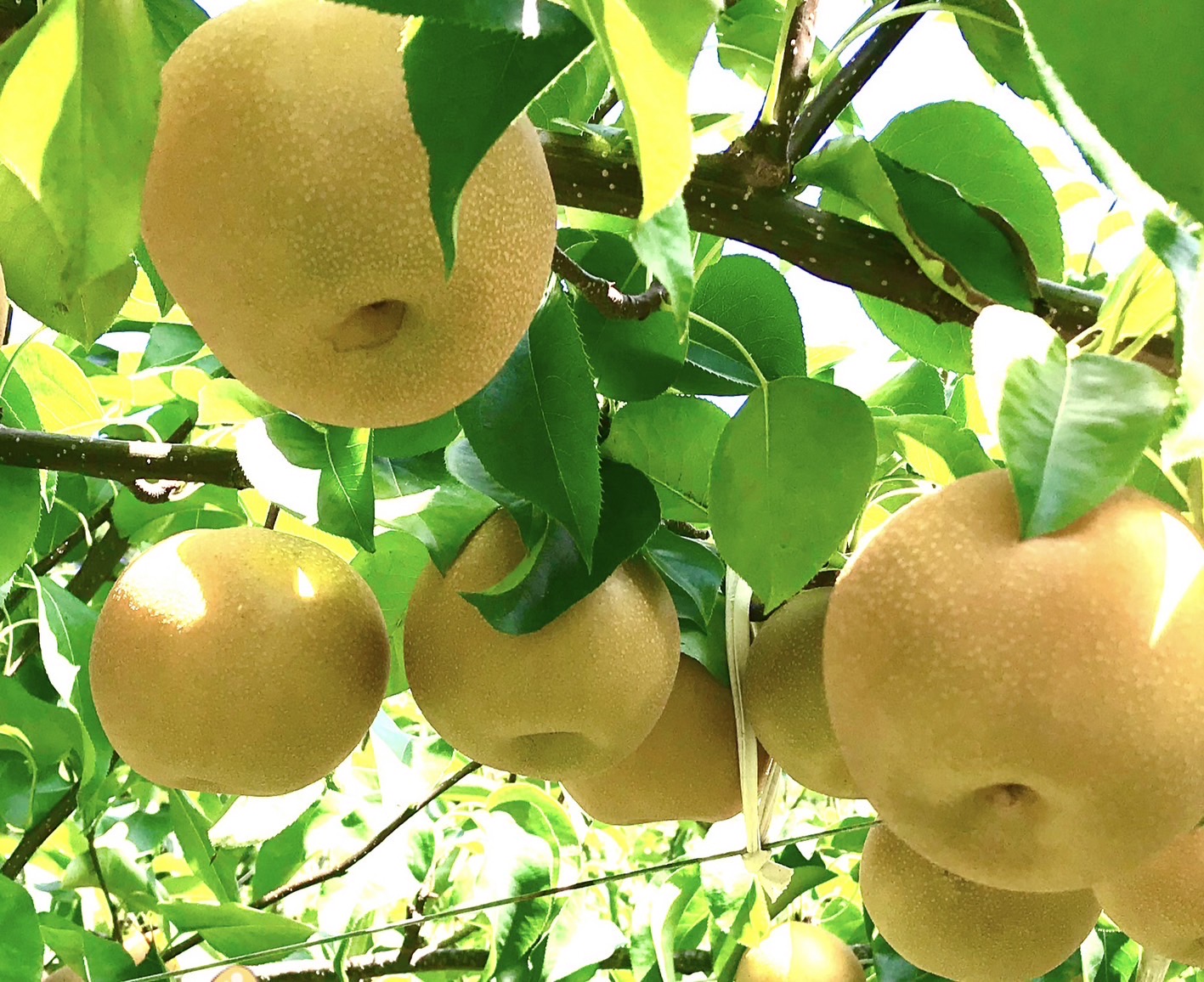盆地が育む美味しい梨を味わおう！佐々木農園での梨狩り体験