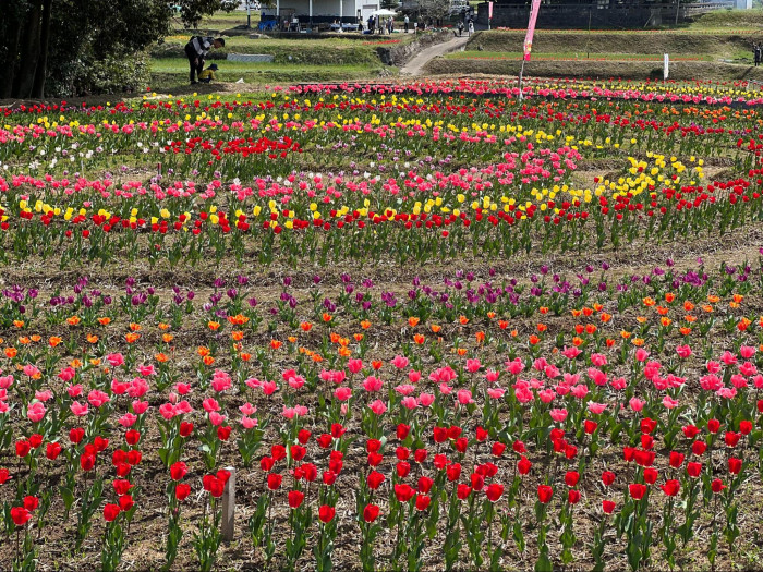 【2026年】おかばる花公園でチューリップ・ネモフィラを楽しもう！開催期間や入場料、駐車場情報など