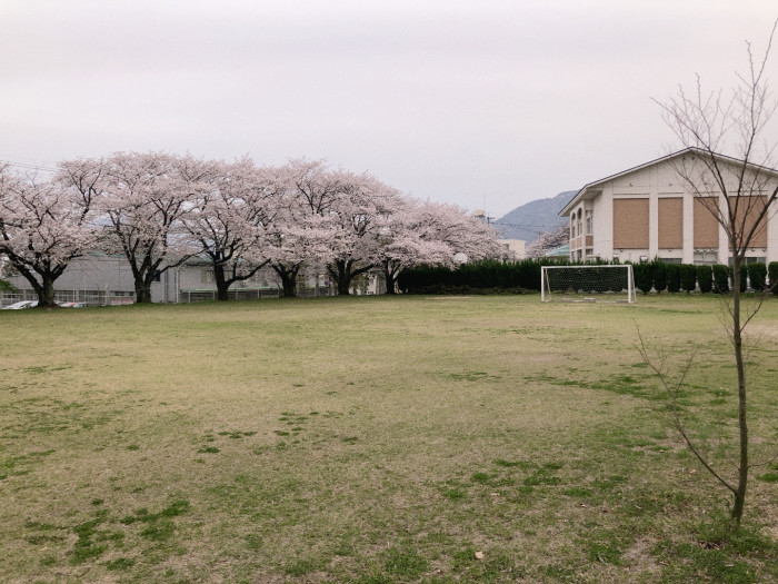桜が満開の春の栄光園グランド